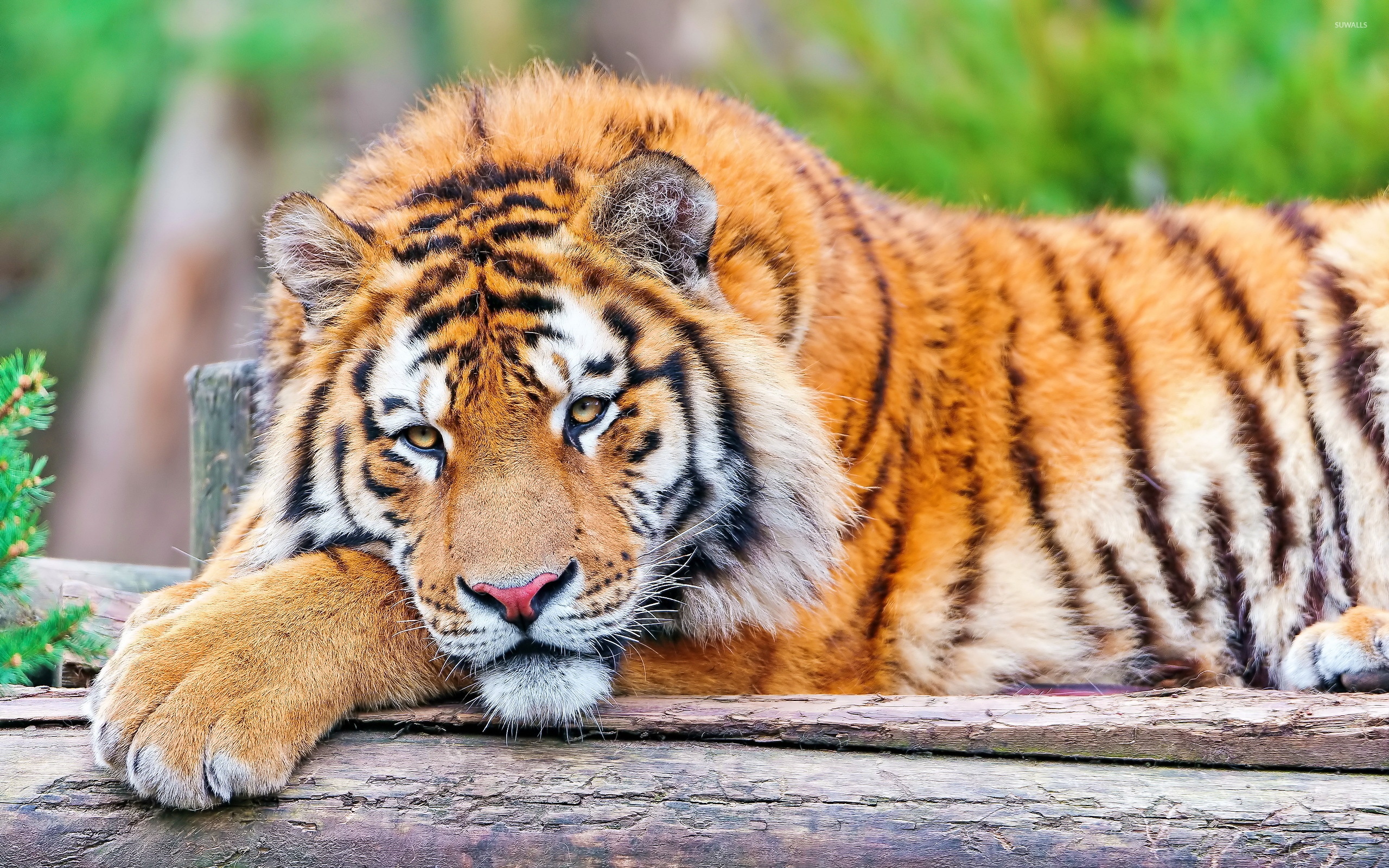 Tiger Photo - HD Background