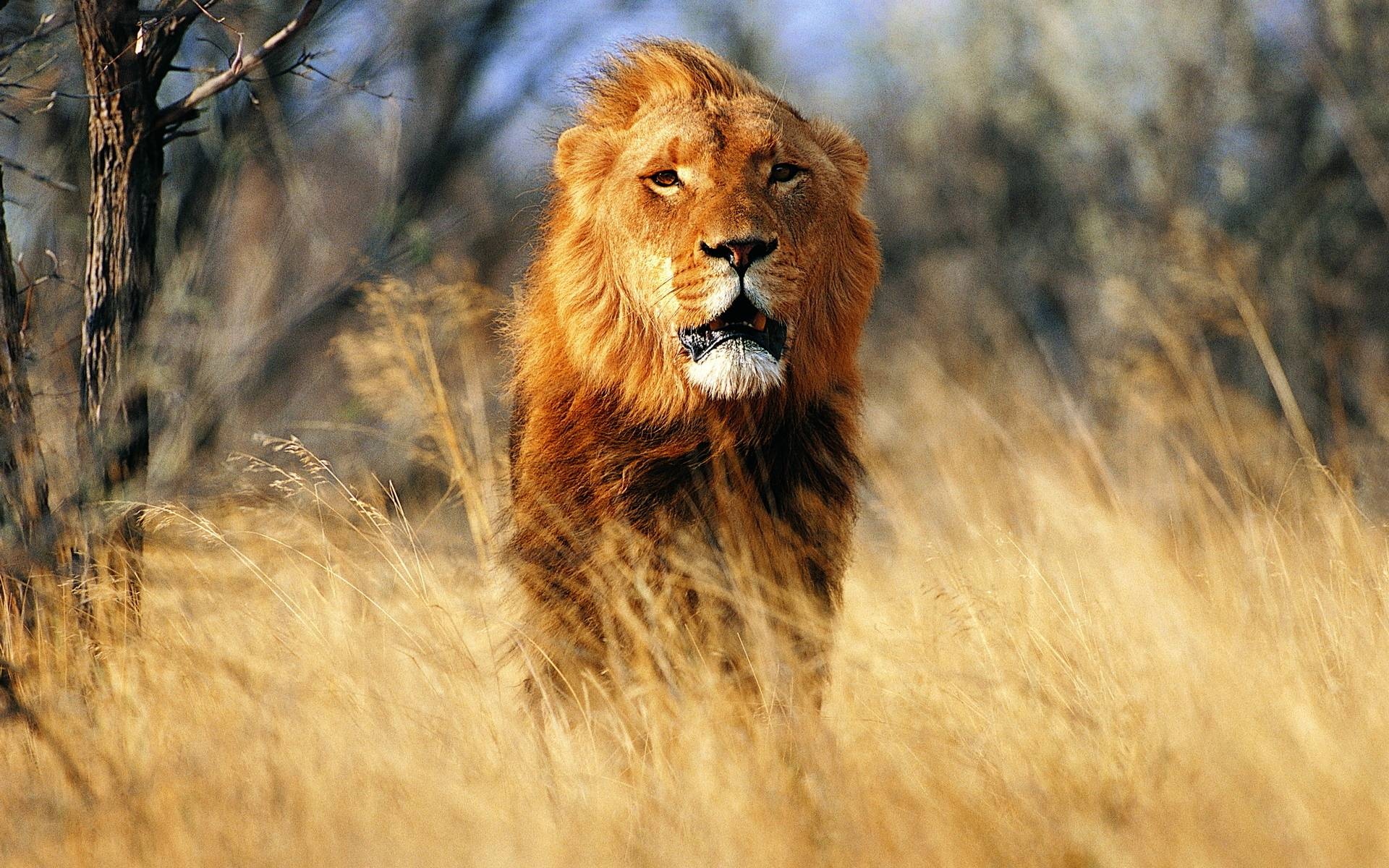 Lion Photo - Animal - HD Photos