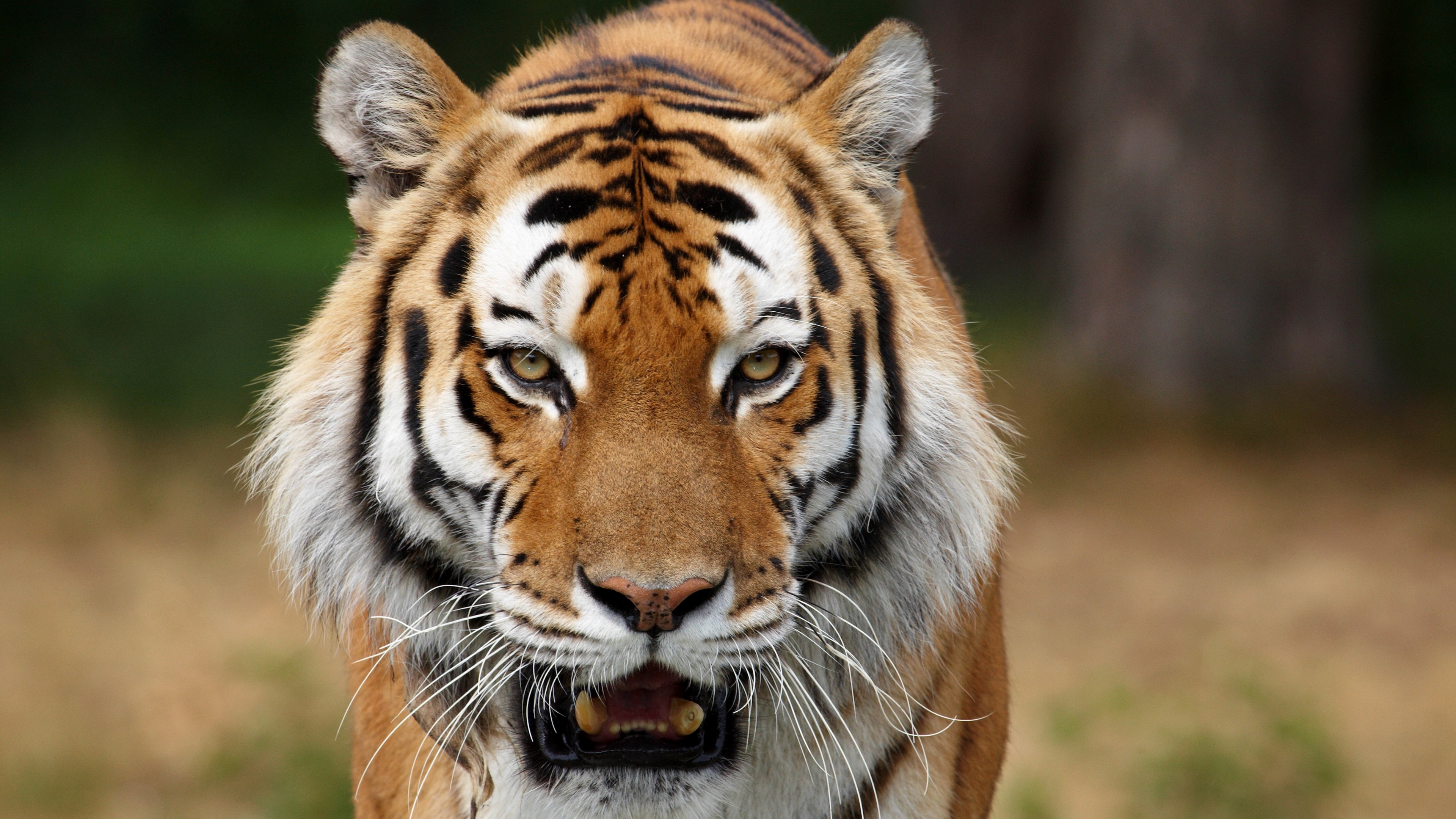 Tiger Photo - Animal - HD Background