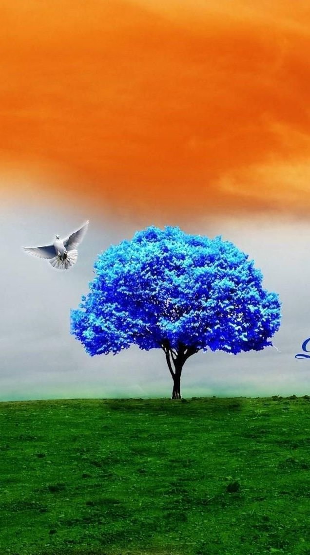 Indian Flag Colour In Nature