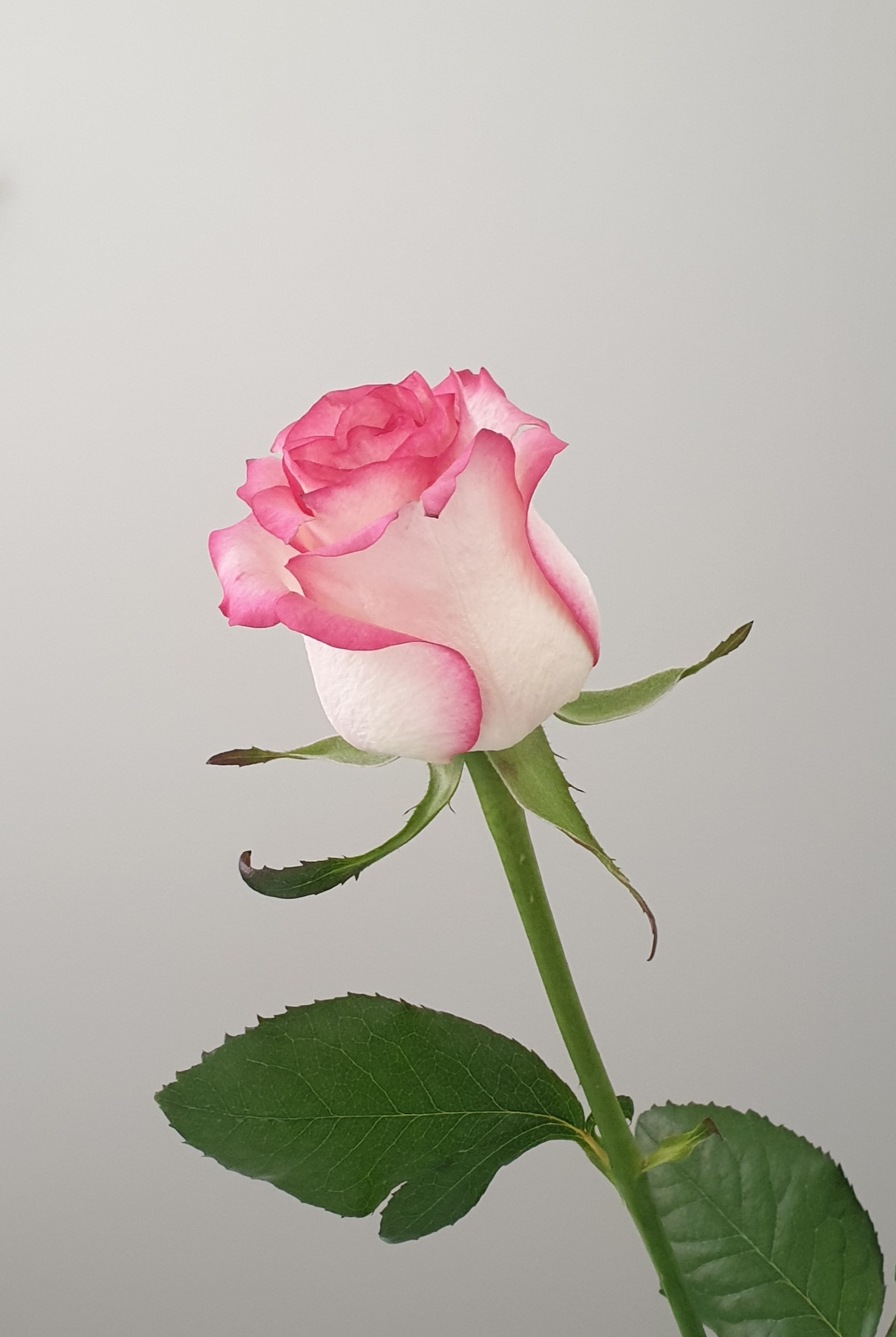 Gulab Ka Phool Wala - pink rose - gulab ka phool