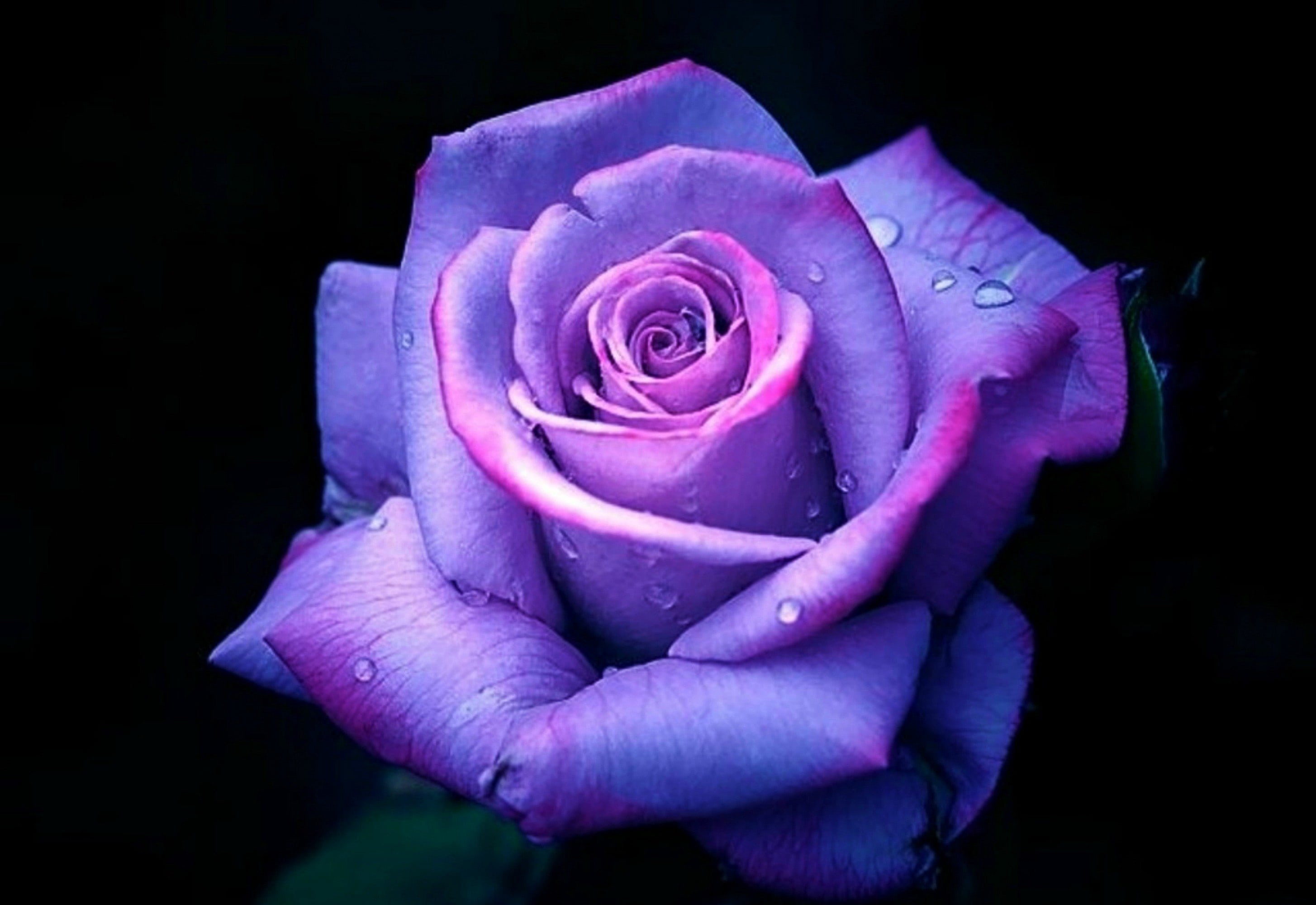 Gulab Phool Wala - Purple Rose