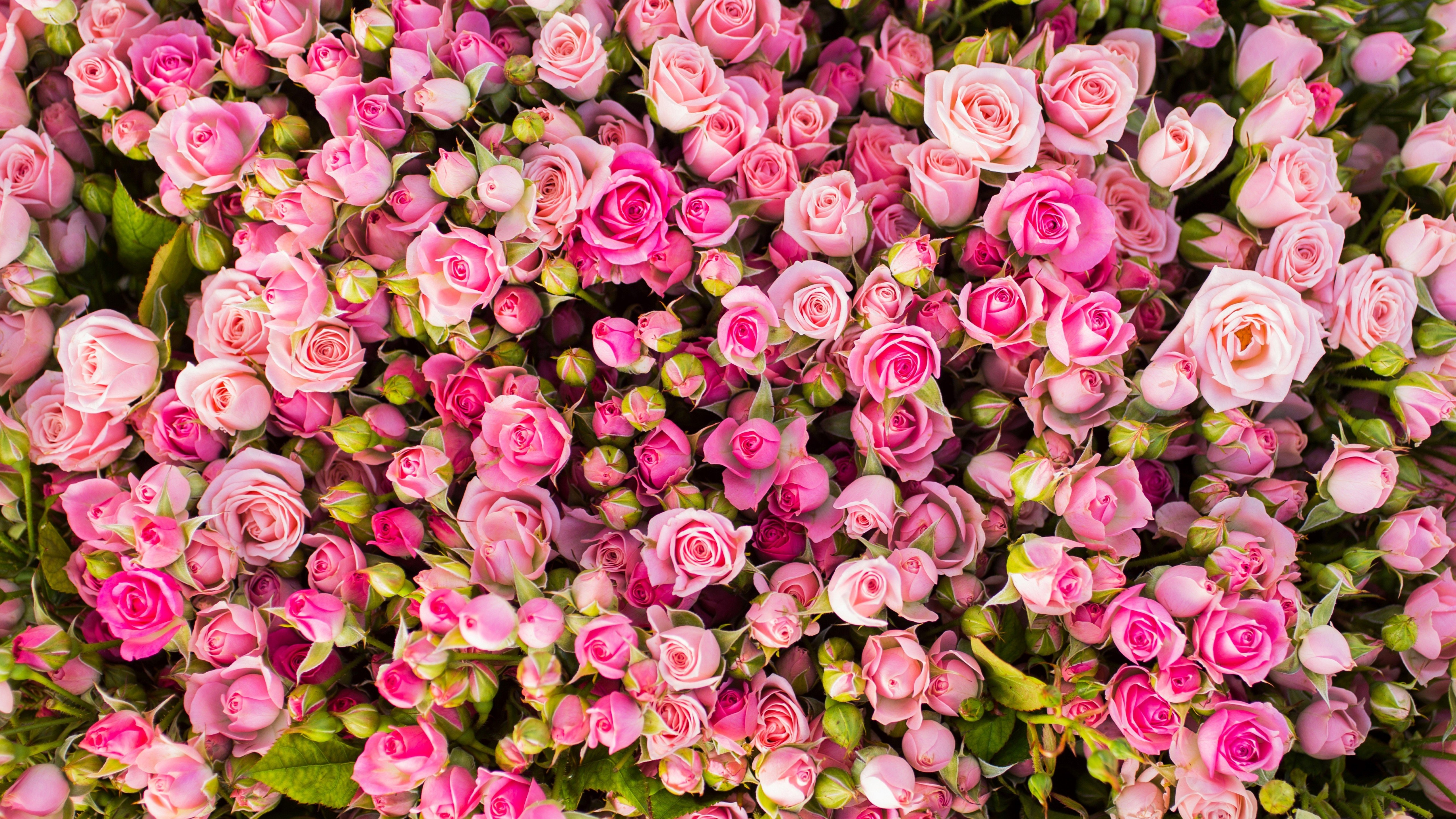 Gulab Phool Wala - Tiny Pink Roses