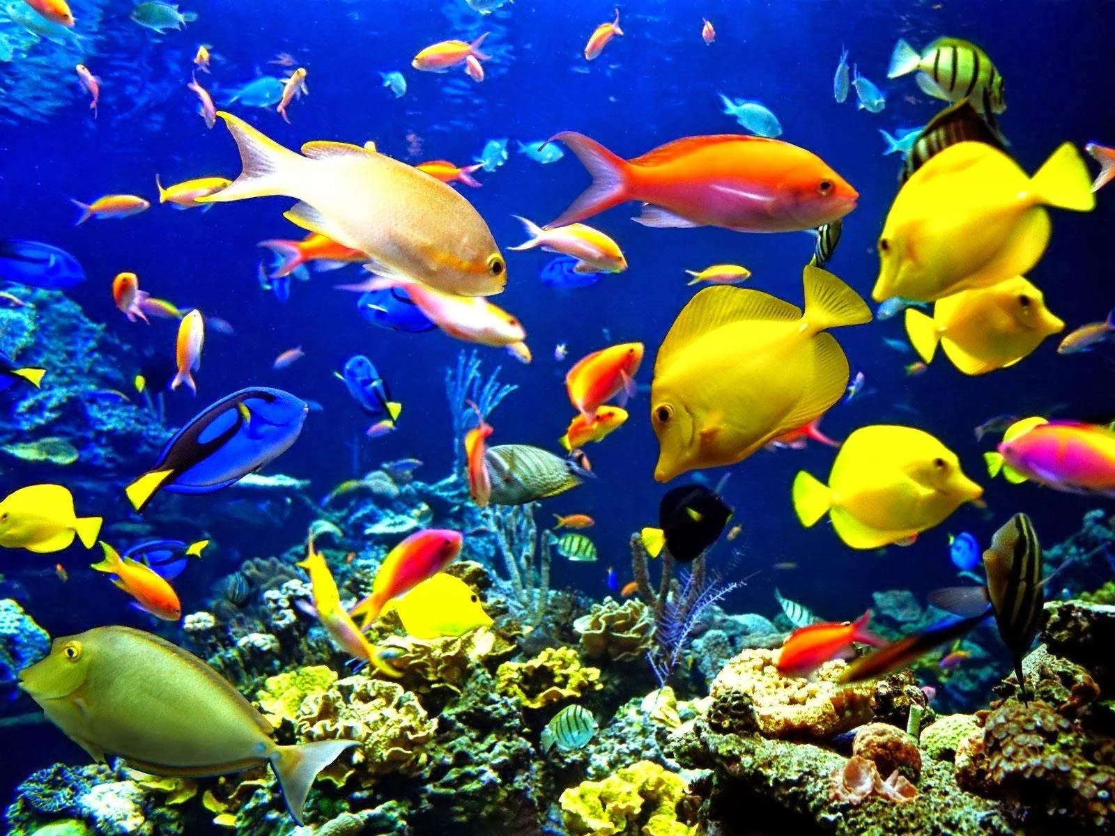 Moving - Colorful Fishes
