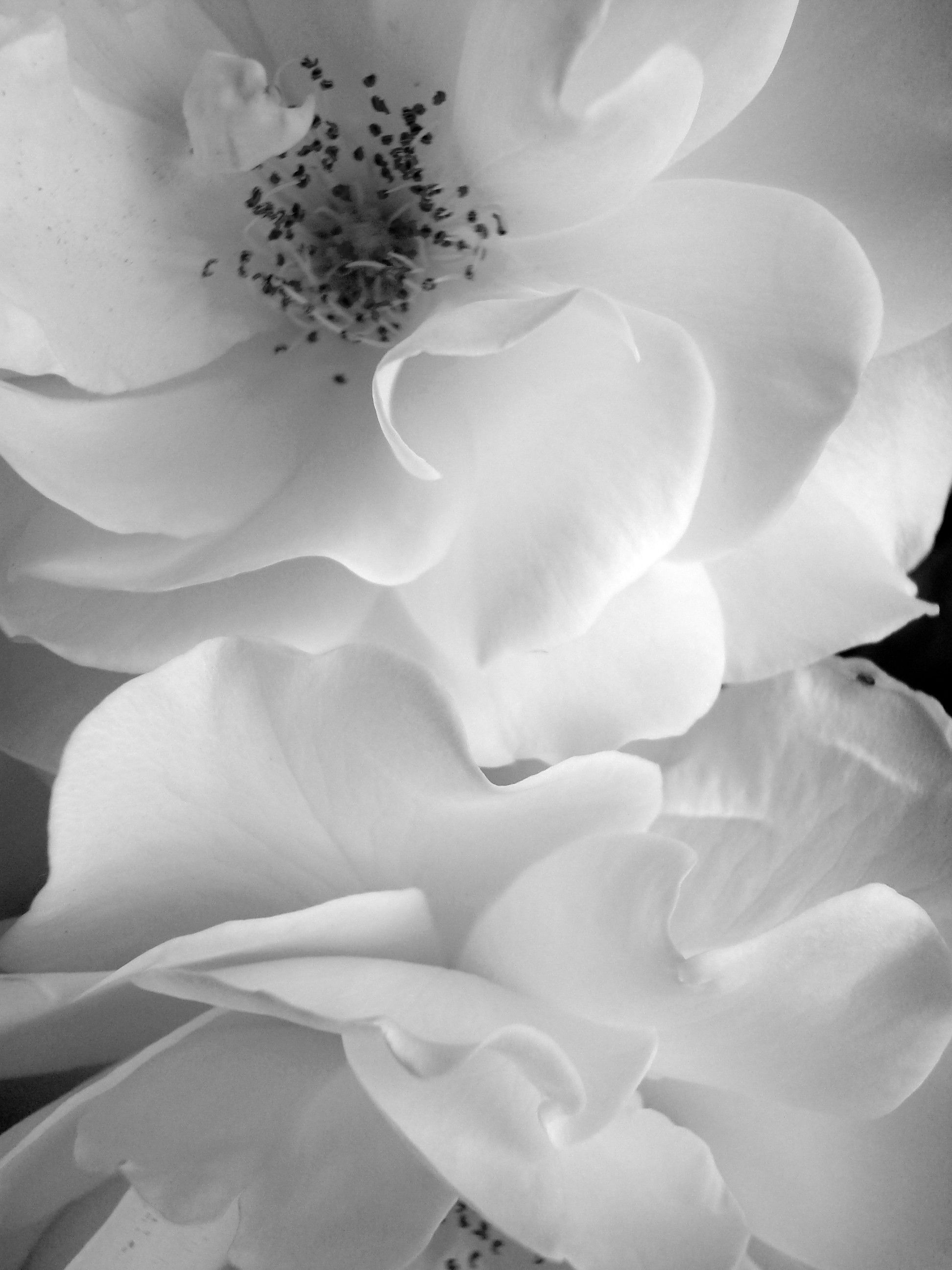 White Flowers | Adorabe | Adorable White Flowers