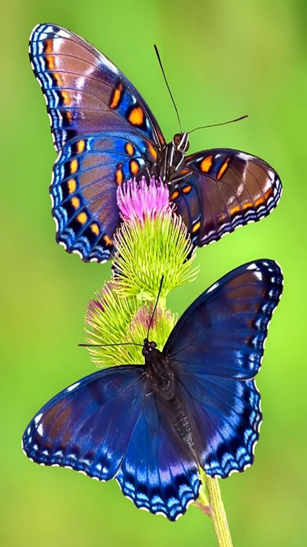 Butterfly | Adorable | Butterfly Adorable