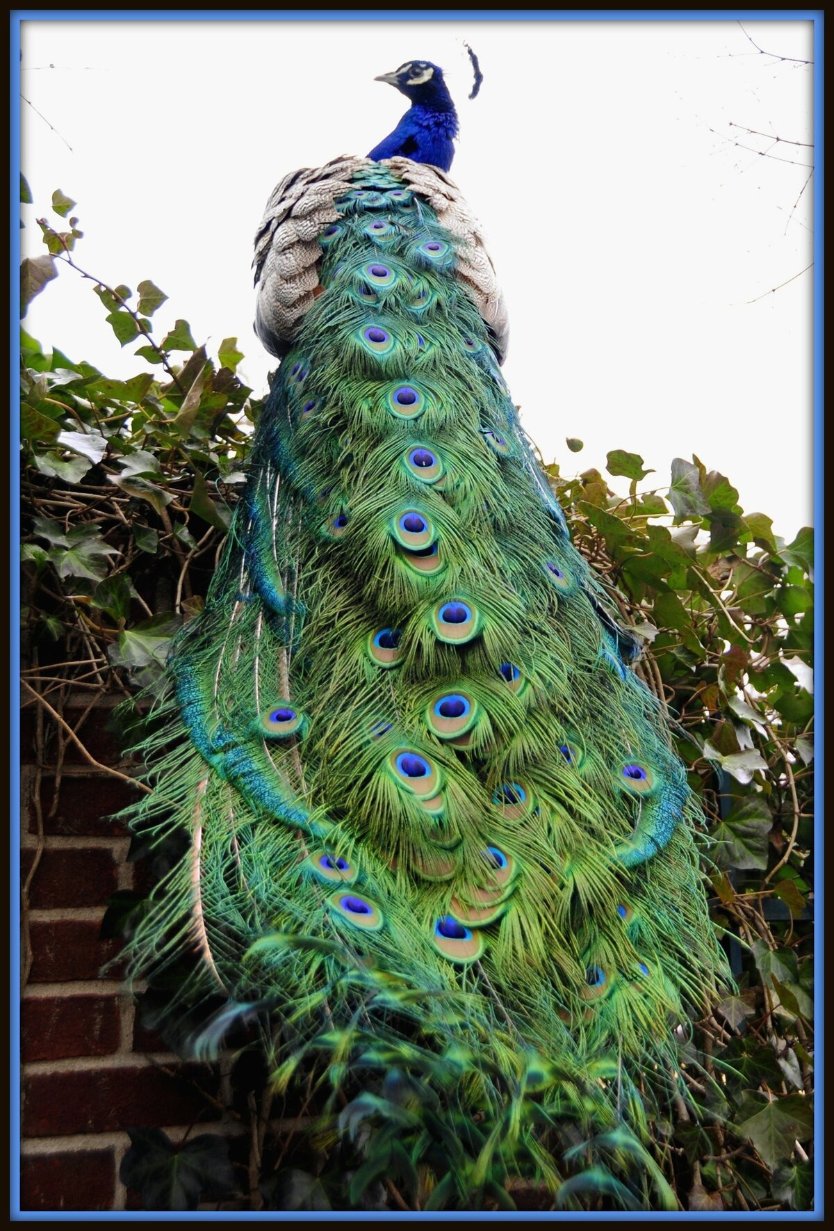 Peacock | Adorable | Adorable Peacock