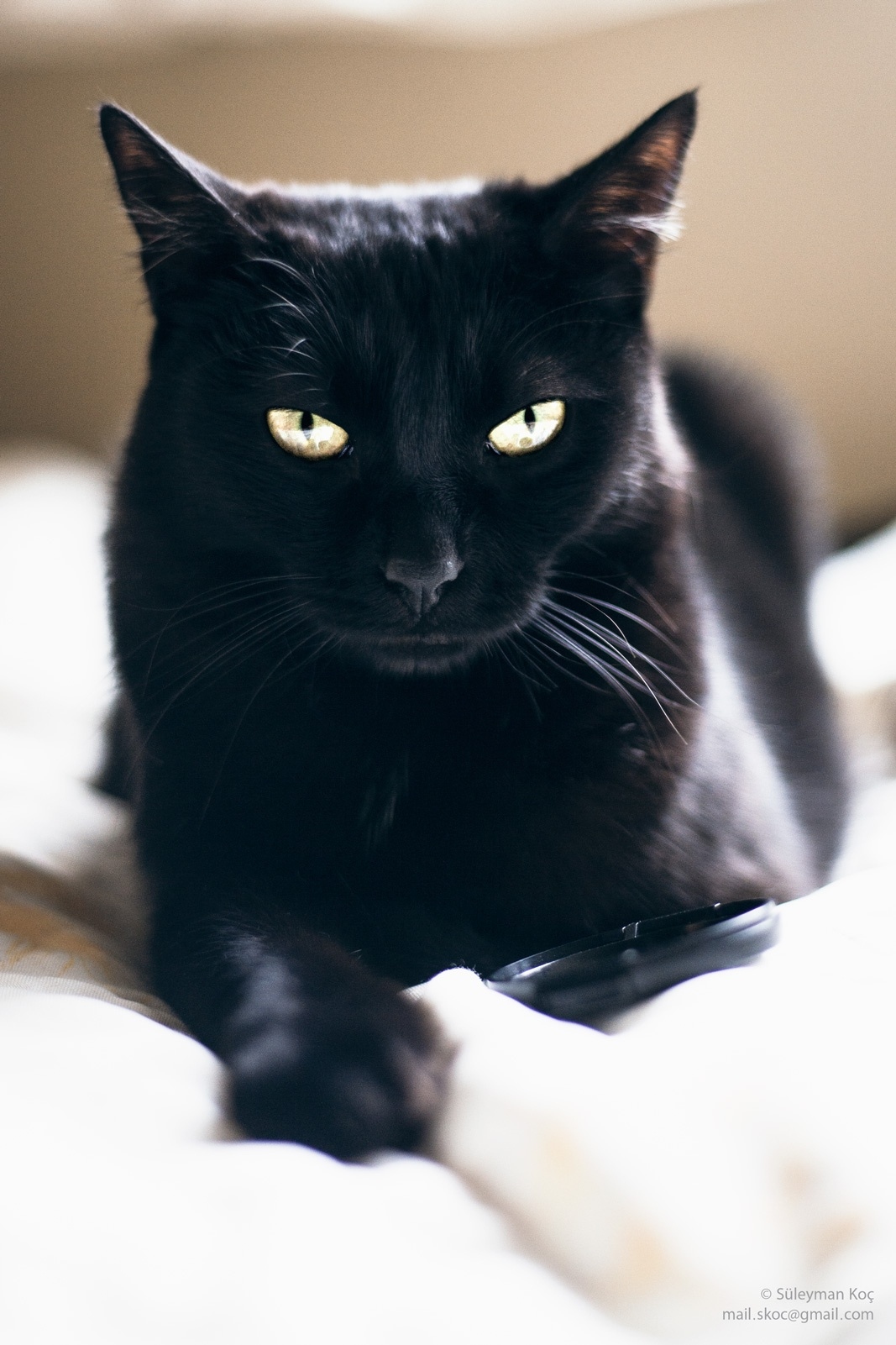 Black Cat | Adorable Cat | Adorable Kitty