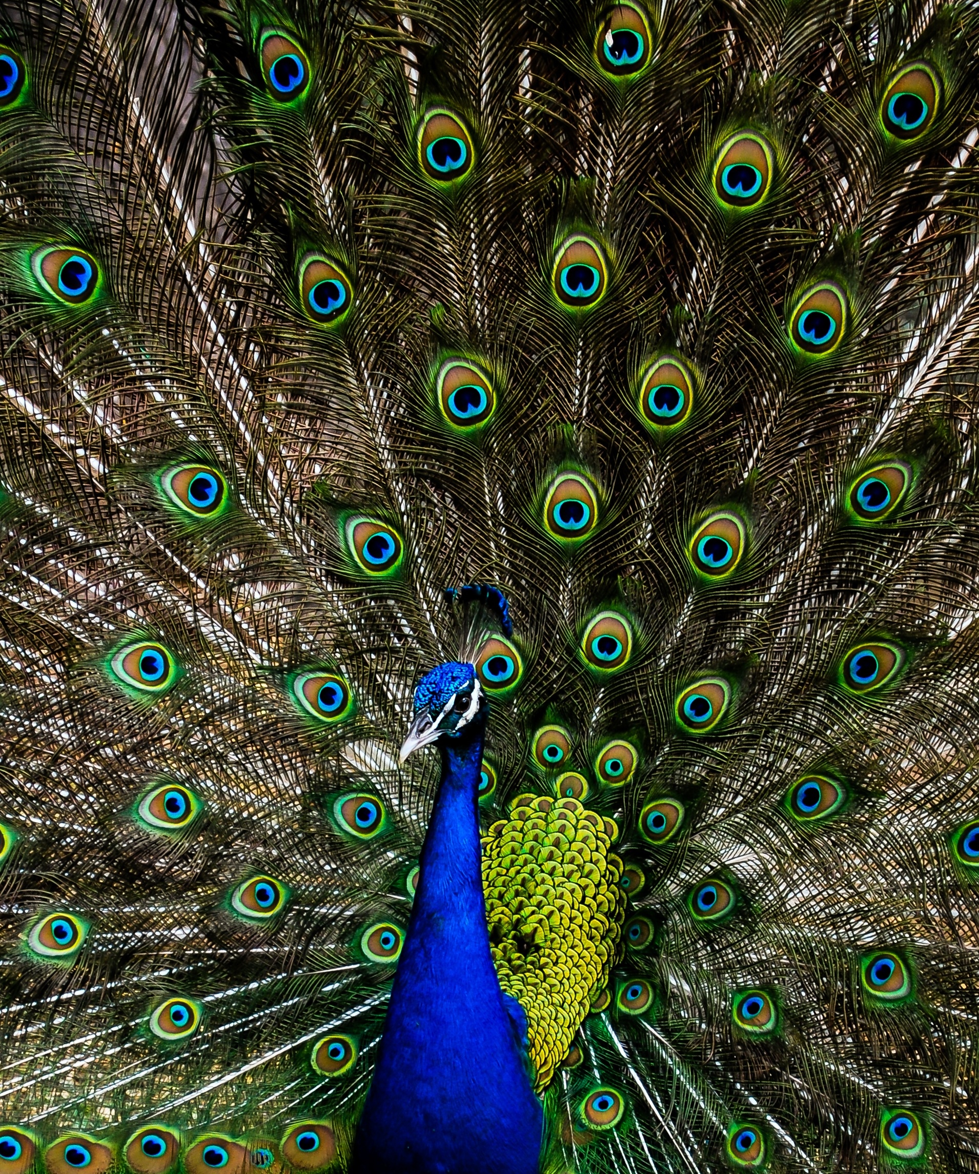 Peacock | Adorable