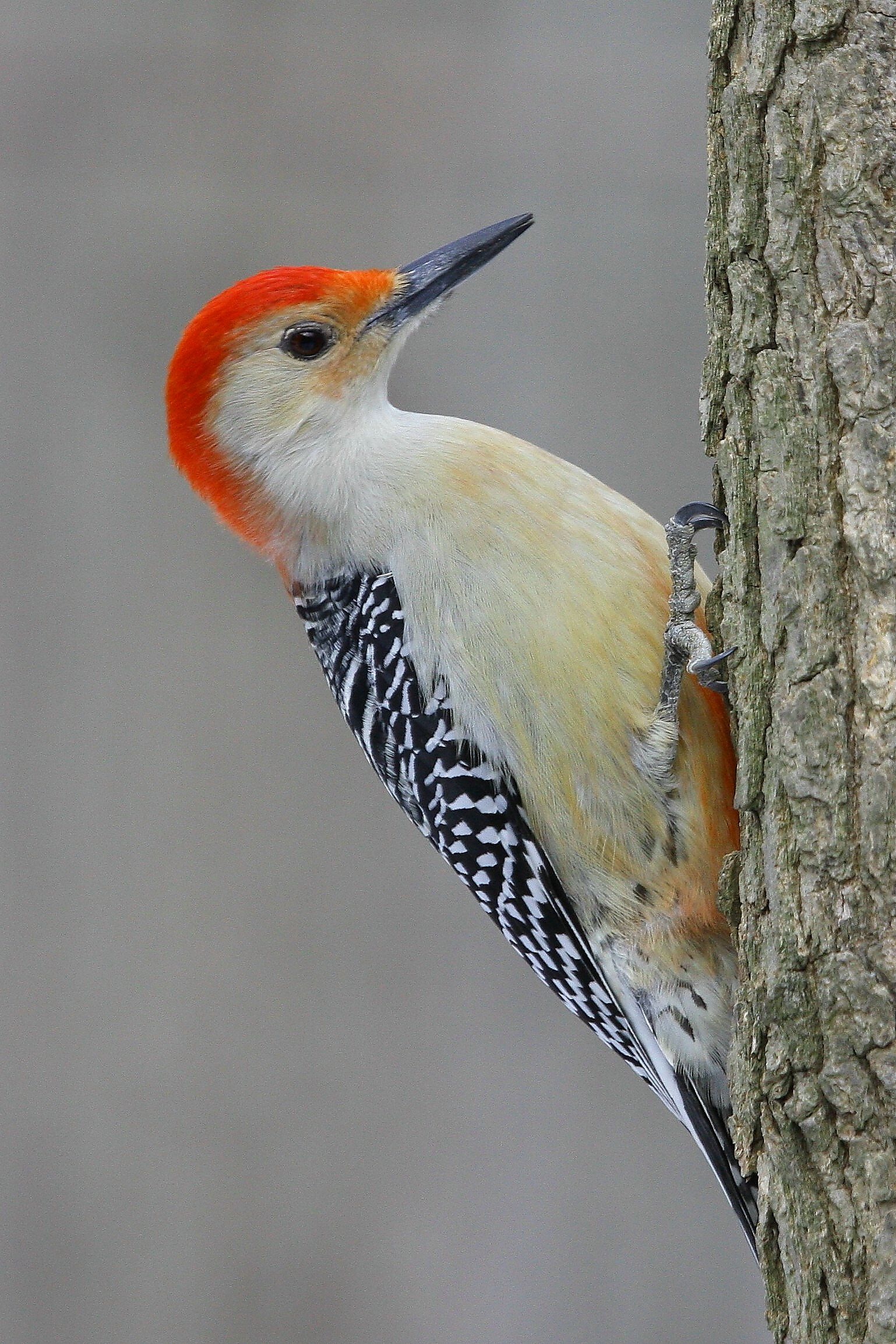 Woodpecker | Adorable