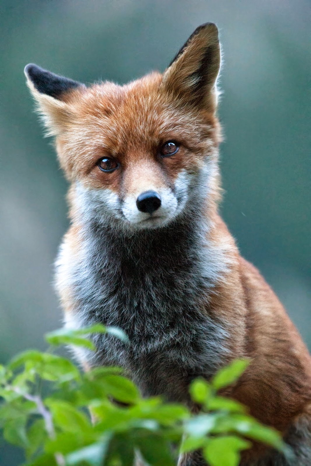 Fox | Adorable