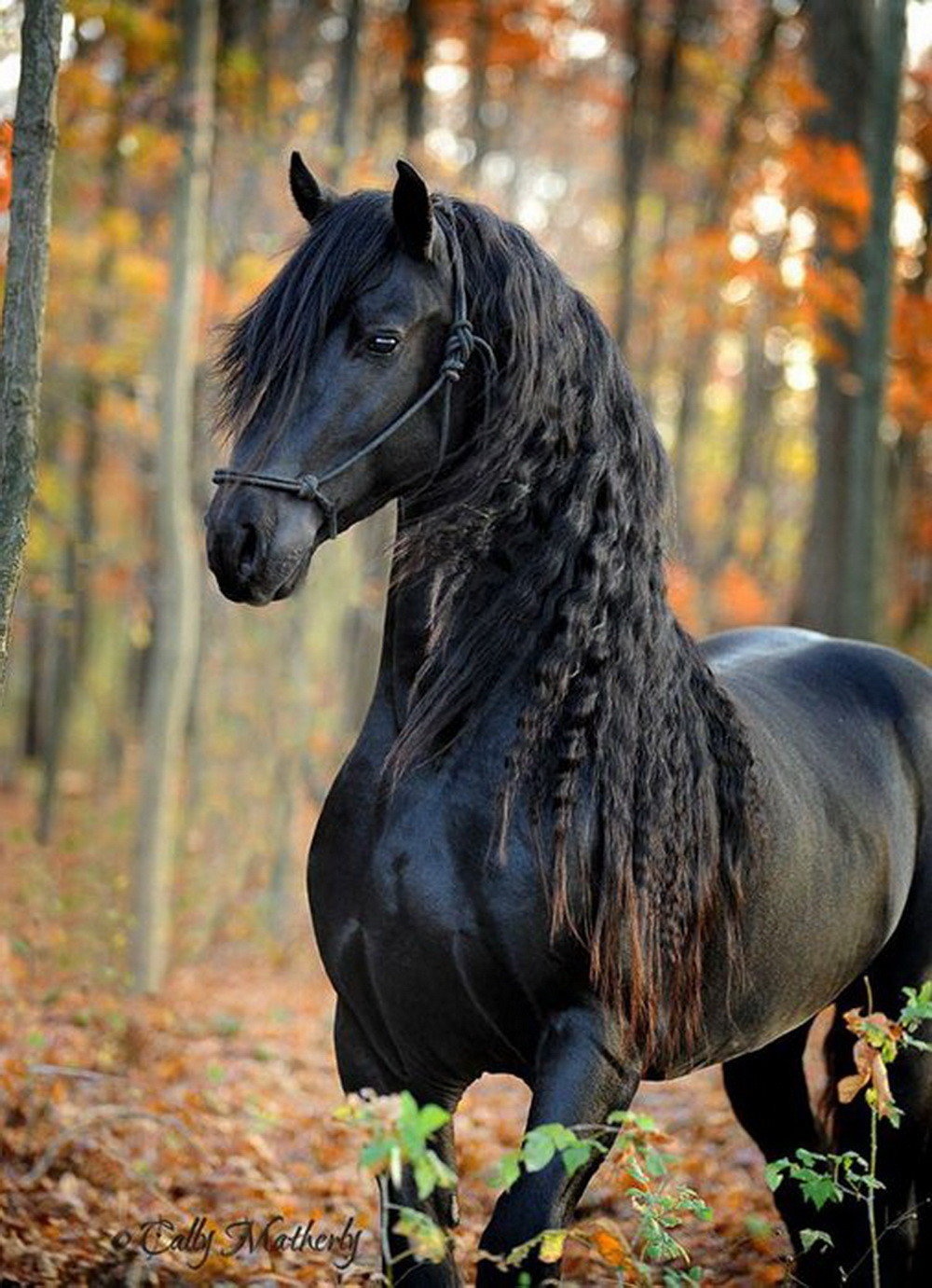 Black Horse | Black Hair