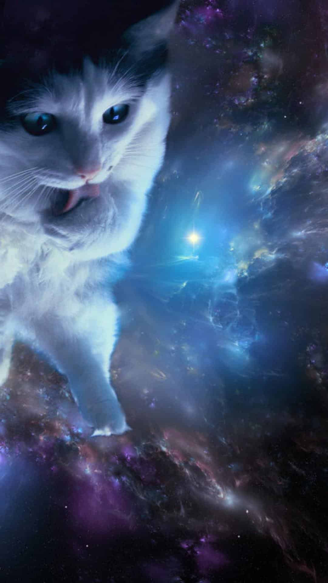 Space Cat