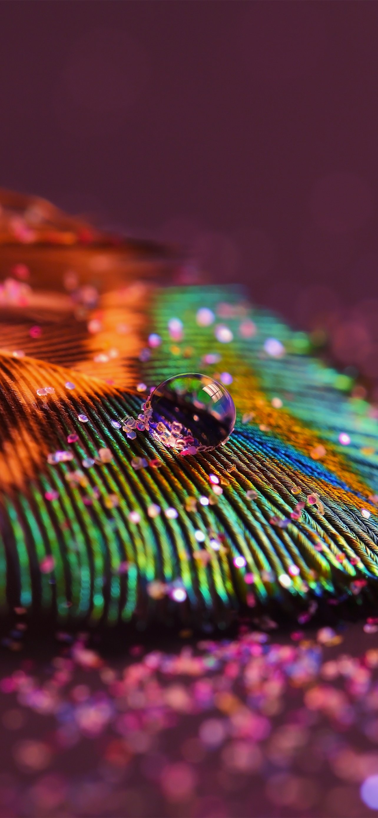 Aesthetic Peacock Feather